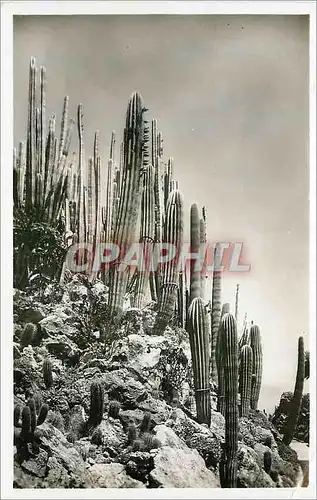 Cartes postales moderne Jardin exotique de Monaco Cereus et Pilocereus divers