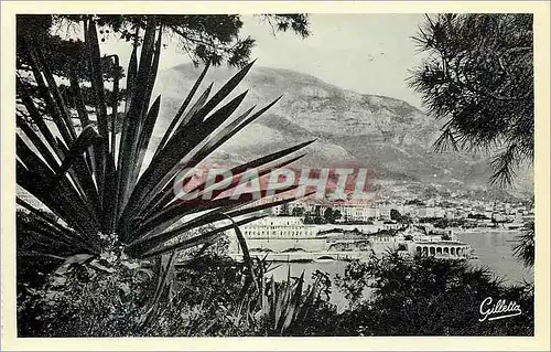 Cartes postales moderne Monte Carlo Entre les arbes