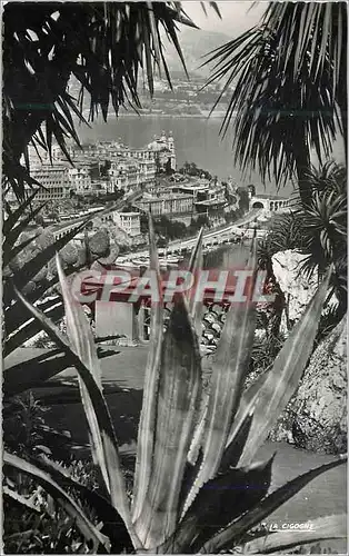 Cartes postales moderne Monte Carlo et le casino vus du jardin exotique