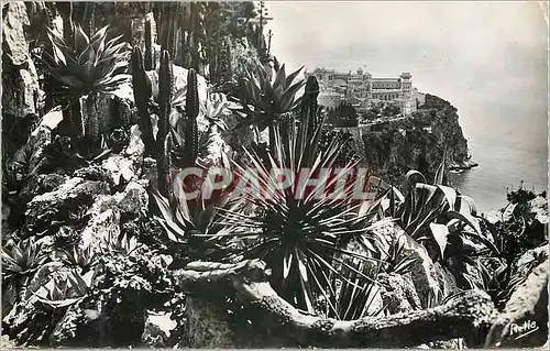 Cartes postales moderne La Cote d Azur Le rocher de Monaco vu du Jardin exotique