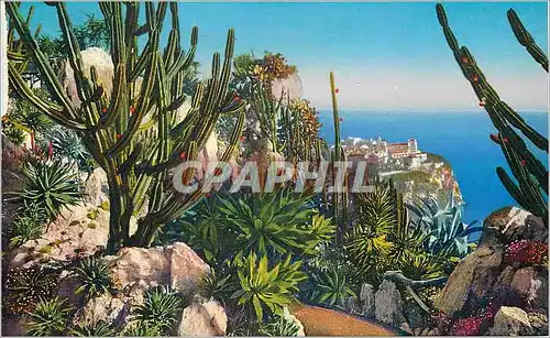 Cartes postales Jardin exotique de Monaco Aloes Agaves Cereus Yuccas divers Cereus validus Agave Franzosini