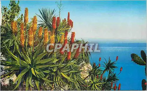 Cartes postales Jardin exotique de Monaco Aloes Hybride Salm Dyckiana et aloes divers Opuntia Schumannii