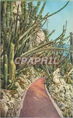 Cartes postales Jardin exotique de Monaco Pilocerous Lanatus et Cometes Cereus Pitahayia Monstruosa et divers Ec