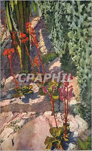 Ansichtskarte AK Jardin exotique de Monaco Echeveria Gibbiflora var metallica Cereus Pitahaya Monstruosa Cereus r