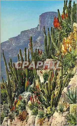 Ansichtskarte AK Jardin exotique de Monaco Cereus et Aloes divers