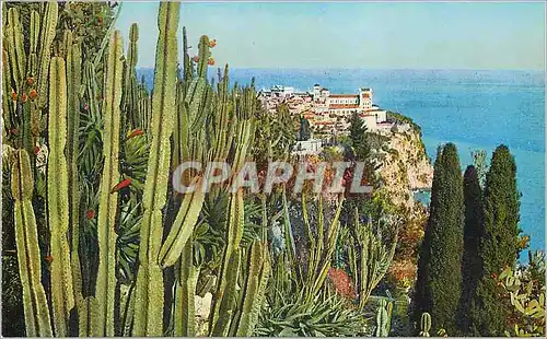 Cartes postales Jardin exotique de Monaco Vue sur le rocher de Monaco Cereus Aloes et opuntia divers