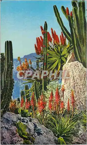 Cartes postales Jardin exotique de Monaco Euphorbe Sempervivum Aloes Spinosissima et divers Cereus Jamacaru et d