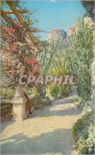 Cartes postales Jardin exotique de Monaco Bougainvillea spectabilis Euphorbes et cereus divers Euphorbia grandic