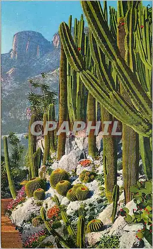 Cartes postales Jardin exotique de Monaco Cereus Pilocereus et Echinocactus divers