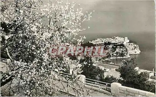 Cartes postales moderne Monaco est tout en fleurs ses parfums grisent nos coeurs