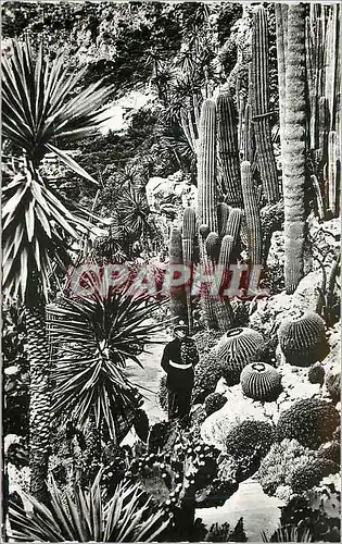 Cartes postales moderne Principaute de Monaco Plantes exotiques