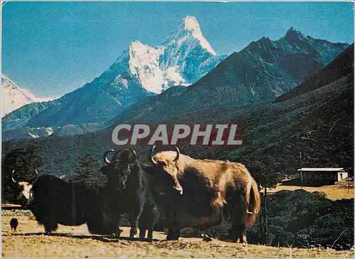 Cartes postales moderne Mt Amadablam and Yak Nepal