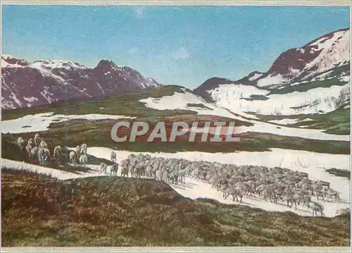 Cartes postales Norge Reinsdyr i fjellet
