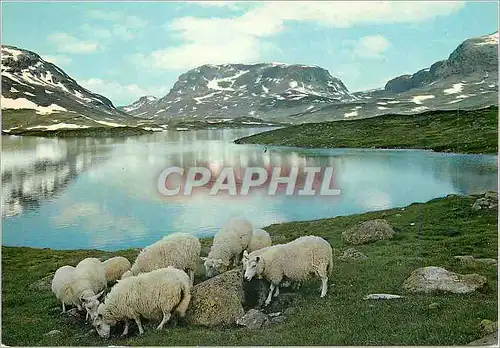 Cartes postales moderne Norway Haukelifjell mountain view towards Dyrskar gap by the Telemark Hardanger road