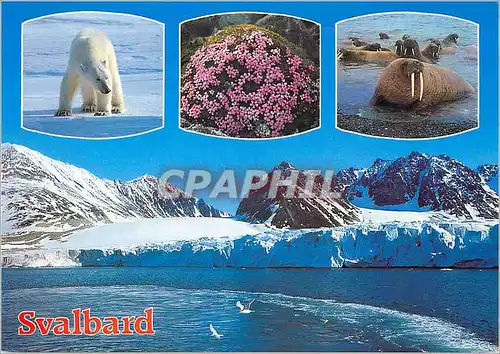 Moderne Karte Norway Svalbard Ours Morse