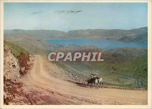 Cartes postales moderne Norway Reindeer on the North Cape Road