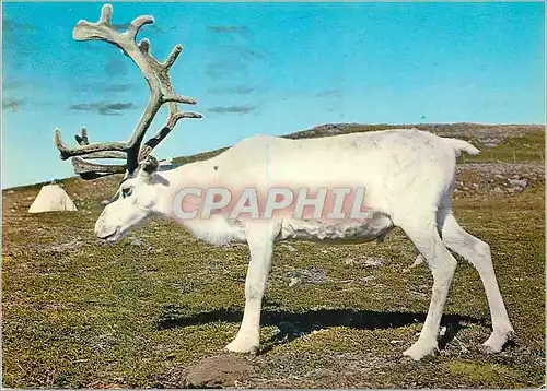 Moderne Karte Norway Reindeer in white fur