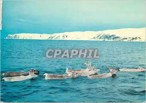 Moderne Karte Norway Reindeer swimming across the Magercy sound