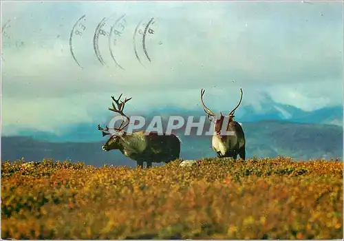 Moderne Karte Reindeer Norway