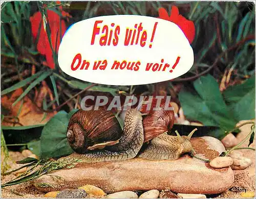 Moderne Karte Animaux humoristiques La petite bete qui monte Escargot