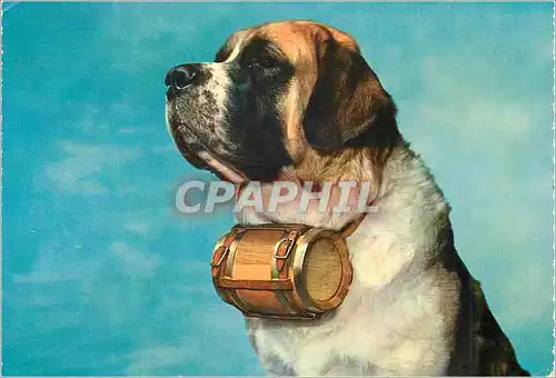 Moderne Karte Chien Saint Bernard