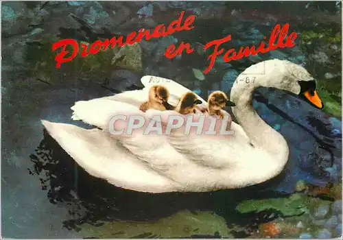 Cartes postales moderne Lac Leman Promenade en famille Cygne Canard