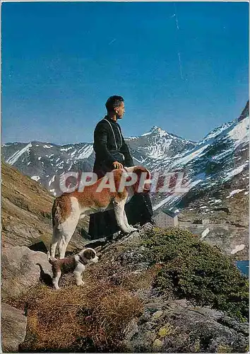 Cartes postales moderne Col du Grand Saint Bernard Chien