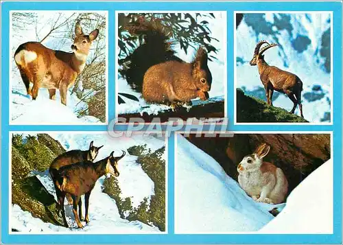 Moderne Karte Animaux