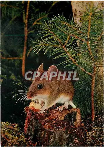 Cartes postales moderne Souris