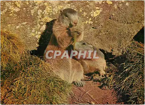 Cartes postales moderne Marmottes