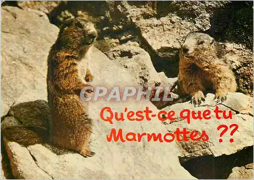 Cartes postales moderne Qu est ce quetu Marmottes