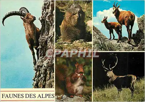 Cartes postales moderne Schweiz Bouquetin Marmotte Chamois Ecureuil