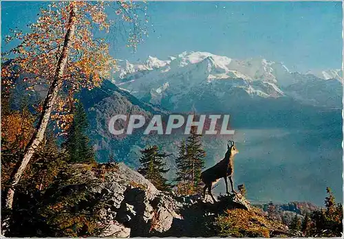Moderne Karte Chamois dans les hautes alpes