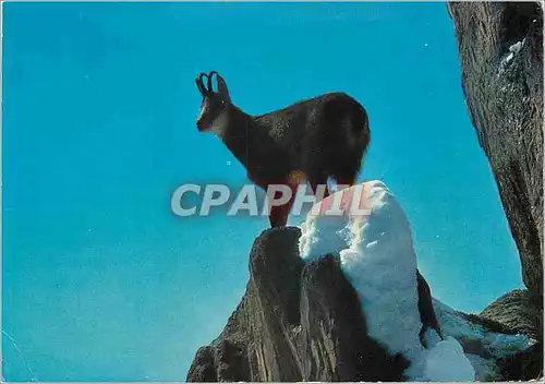 Moderne Karte Chamois