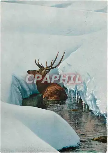 Cartes postales moderne Cervus elaphus