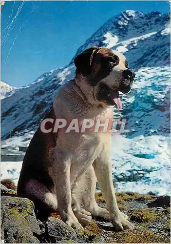 Moderne Karte Chien du Grand Saint Bernard