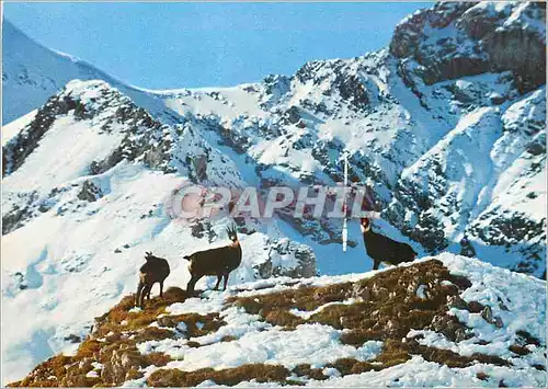 Moderne Karte Chamois