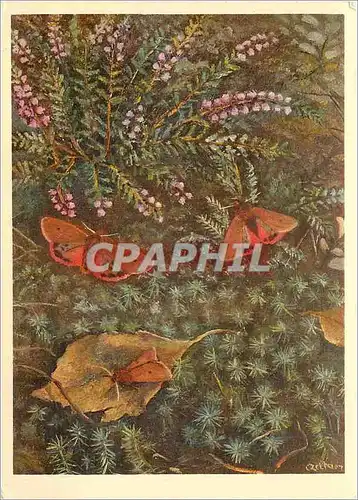 Cartes postales moderne Arclildae