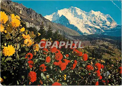 Cartes postales moderne Berner Oberland Jungfrau