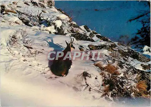 Cartes postales moderne Chamois
