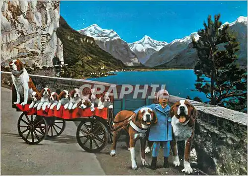 Cartes postales moderne Schweiz Am Vierwaldstattersee Saint Bernard Chiens