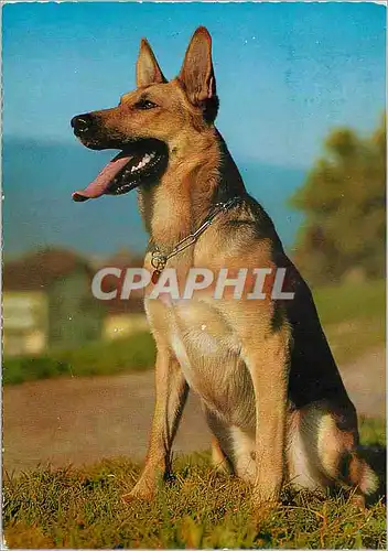 Cartes postales moderne Berger d Alsace Chien