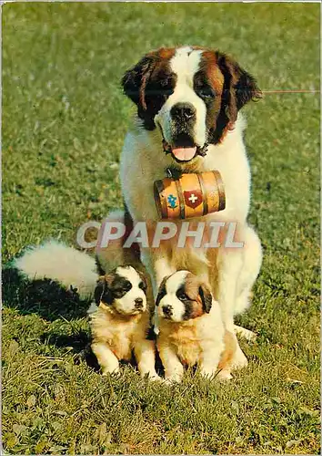 Moderne Karte St Bernhards Zwinger vom Sauliamt Chiens