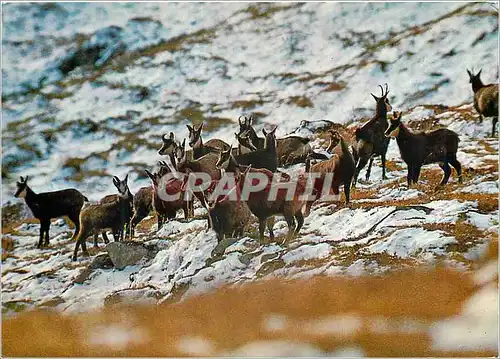 Moderne Karte Chamois