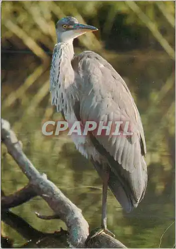 Moderne Karte Heron cendre