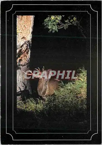 Cartes postales moderne Rothirsch