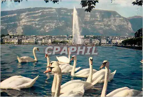 Moderne Karte Geneve Cygnes