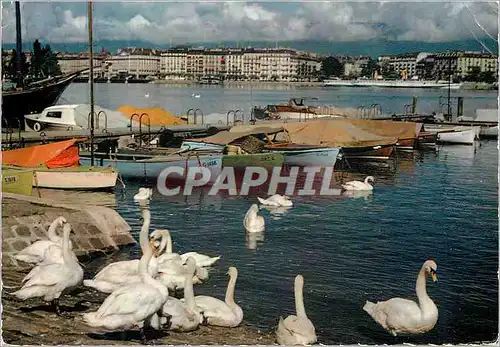 Cartes postales moderne Geneve Les cygnes et la Rade