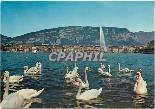 Cartes postales moderne Geneve La ville et le Saleve Cygnes