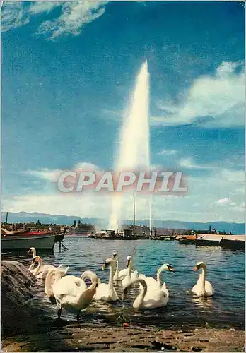 Cartes postales moderne Geneve Le jet d eau et les cygnes
